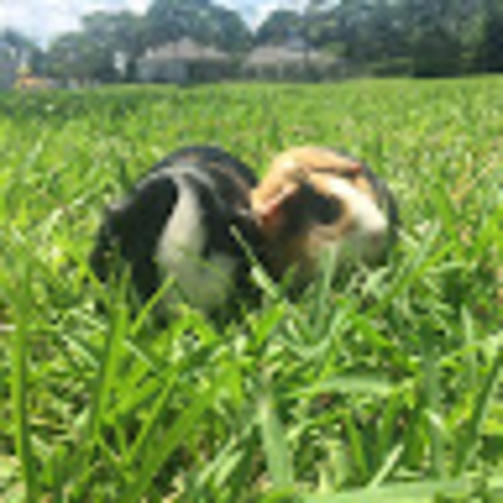 Meet your Posher, Piggie perfection